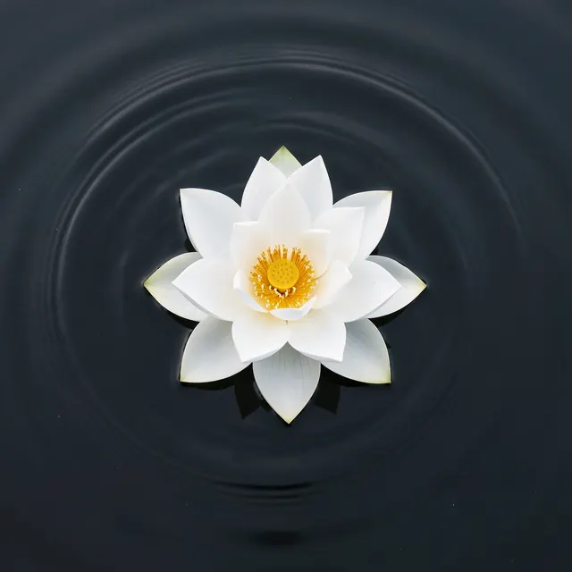 World peace as a lotus on still water